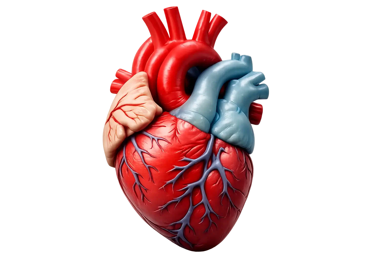 Illustration of a human heart